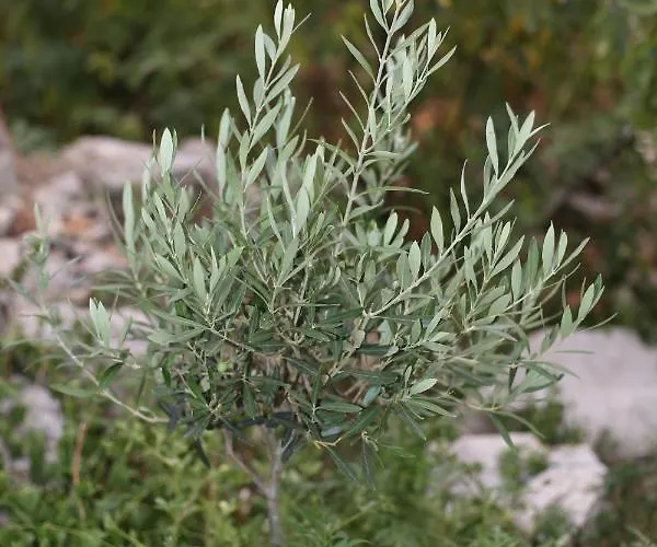 아파트 Tri Bunje *