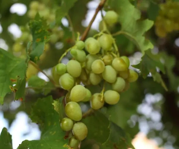 Lägenhet Tri Bunje Tribalj
